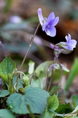 Leaves & flowers
